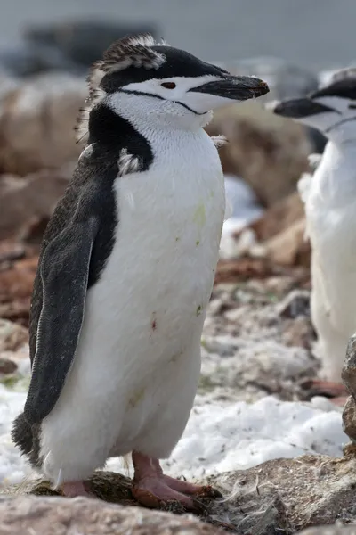 Pingüino antártico Chinstrap o que de pie sobre las rocas en el — Foto de Stock