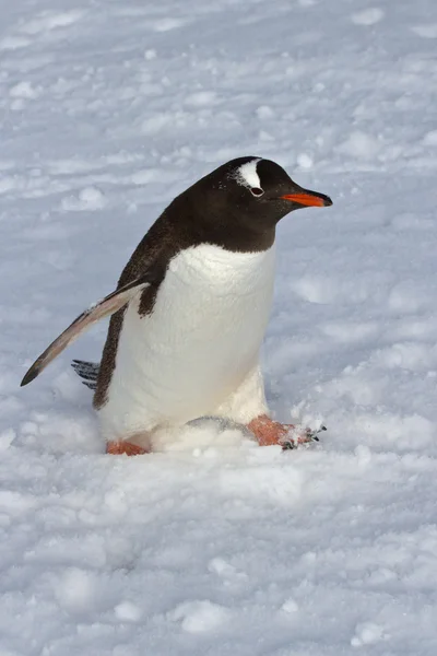 Gentoo pingüino caminando en nieve nublado día —  Fotos de Stock