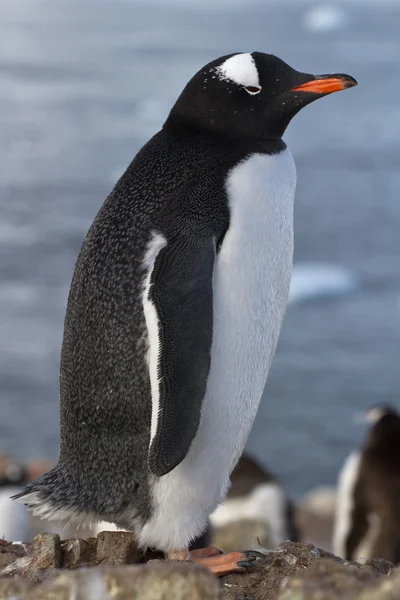 Gentoo pingüino caída después de mudar para no haber recobrado la cola —  Fotos de Stock