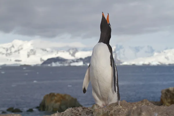 Пингвины Gentoo, которые кричат стоя на камне — стоковое фото