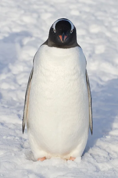 Gentoo tučňáci, kteří stojí ve sněhu zimní den — ストック写真