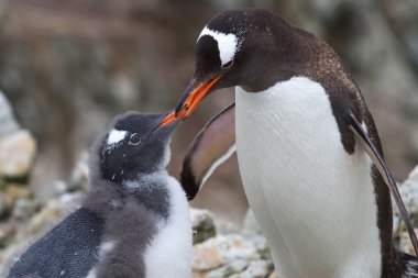 female Gentoo penguins that feeds moulting chick clipart