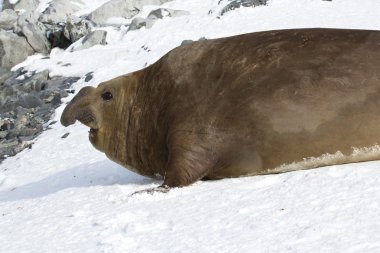 large male southern elephant seal who crawled through the snow t clipart