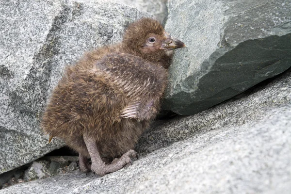 Donzig chick besneeuwde IJshoenders zittend op de rotsen in de buurt van het nest — Stockfoto