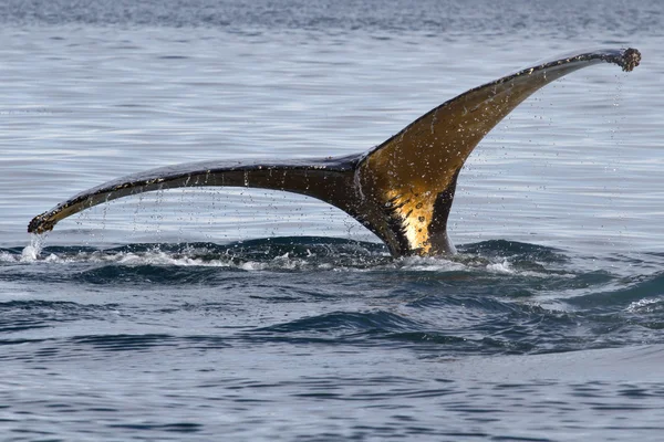 Humpback whale tail diving into the water at an angle — Stock Photo, Image