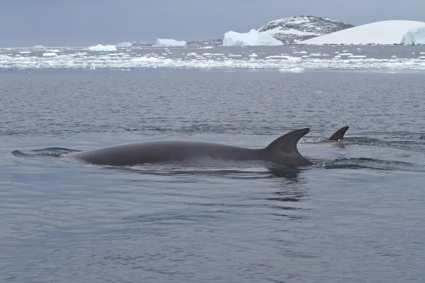 Minke whale dwóch pływających w cieśninie pomiędzy wyspami th — Zdjęcie stockowe