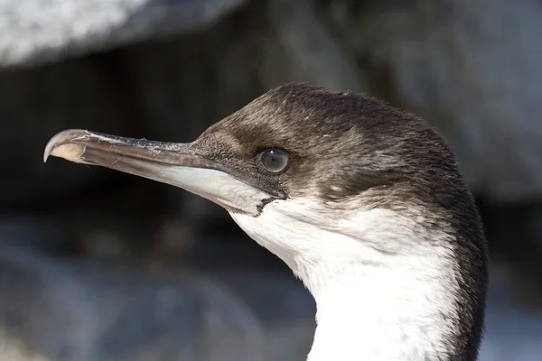 Ritratto di un giovane cormorano dagli occhi azzurri Antartico — Foto Stock