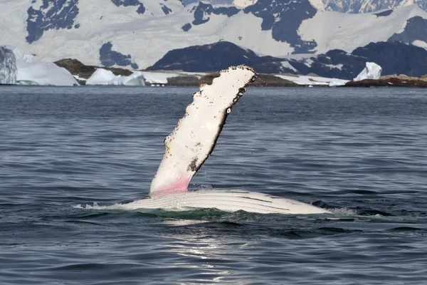 Aletas de ballena jorobada que ondean sobre el agua y voltean — Foto de Stock