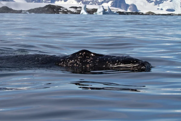 Jeune rorqual à bosse flottant dans les eaux de la somme antarctique — Photo