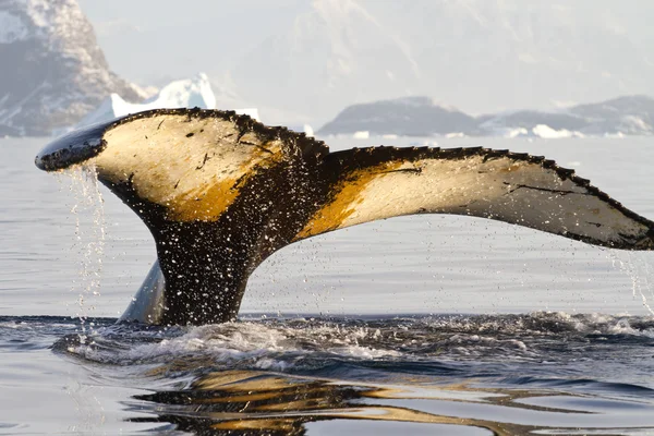 Cola de ballena jorobada que se sumerge en el agua en una tarde soleada Imagen De Stock