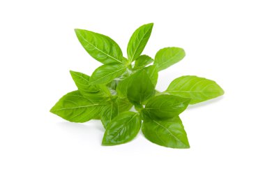 güzel kokulu broşürler, yeşil nane.