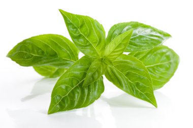 güzel kokulu broşürler, yeşil nane.