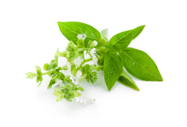 Basil — Stock Photo, Image