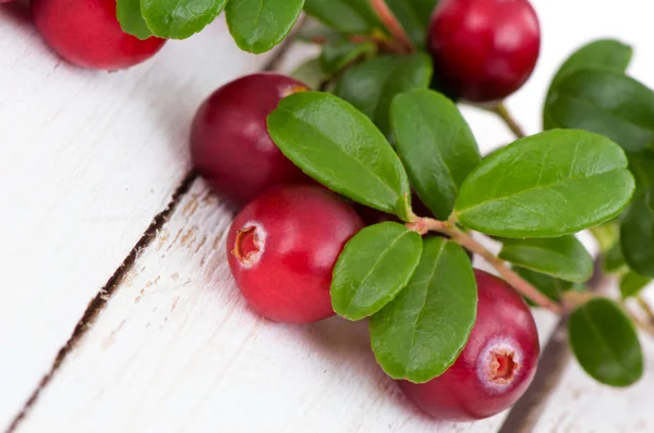 Mirtillo e cowberry con foglie verdi — Foto Stock