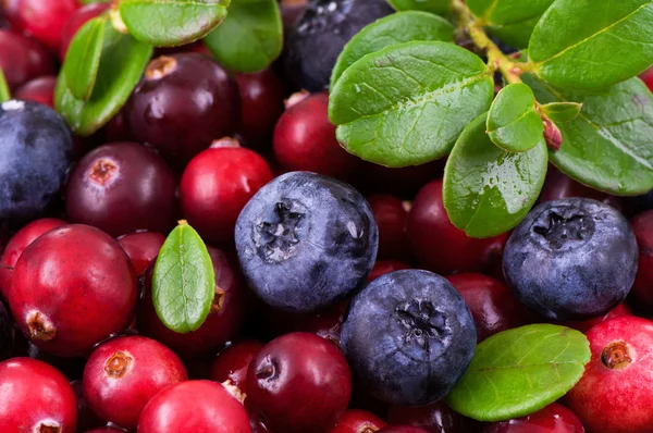 Blaubeere und Preiselbeere mit grünen Blättern — Stockfoto