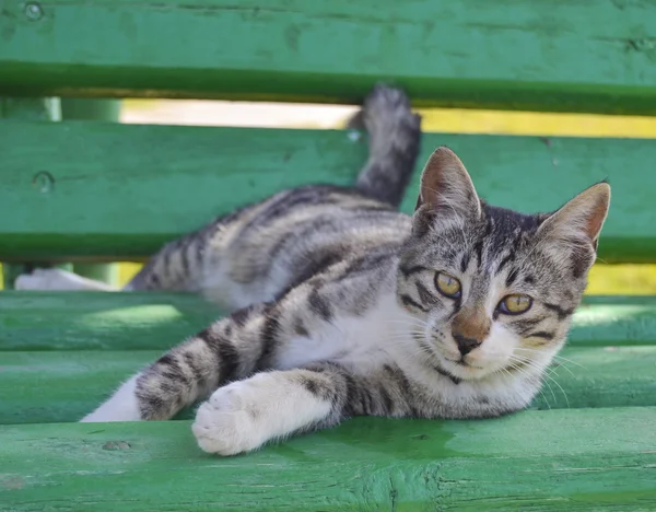 Κατοικίδια γάτα σε ένα παγκάκι Royalty Free Φωτογραφίες Αρχείου