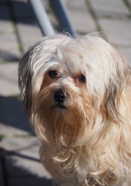 Yunanistan 'da Rus cins Rus süs köpeği yavrusu