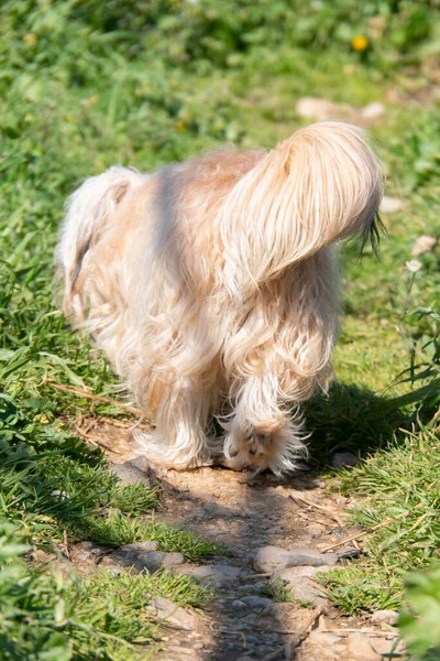 ロシアの品種ロシアのカラーラップドッグ子犬ギリシャ — ストック写真