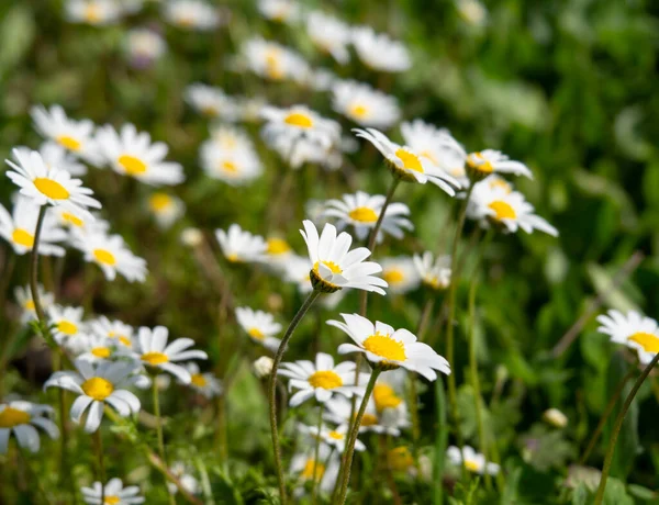 Matricaria papatyalar yeşil çimlerin arasında güneşli bir günde