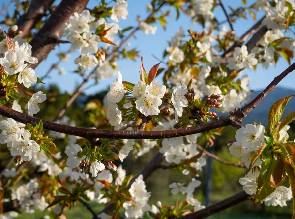 Vackra Körsbärsträd Cerasus Blommor — Stockfoto