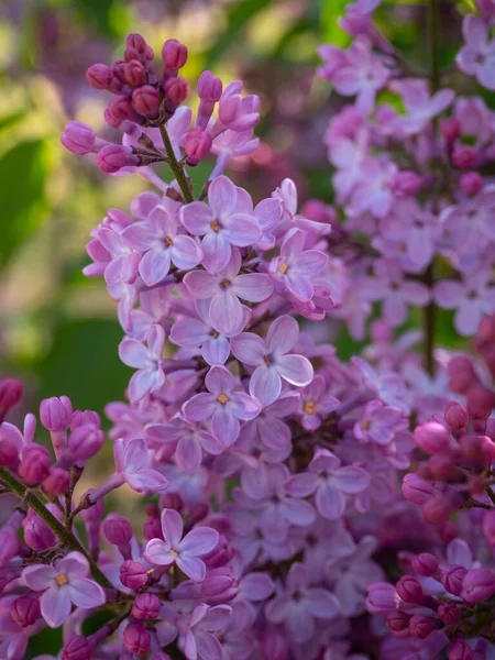 Lilac Syringa Vulgaris Blooms Warm Spring Sunny Day — Stock Photo, Image