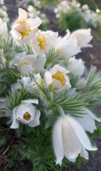 Beautiful Flowers Anemone Patens Pulsatilla Patens Lithuania — Stock Photo, Image