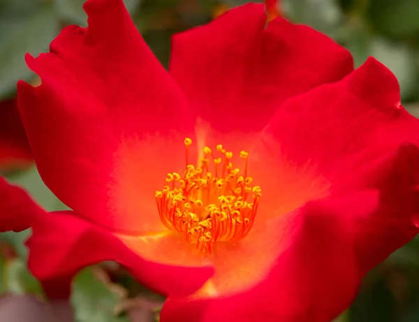 Schöne Rote Rosenblüte Einem Sonnigen Warmen Tag — Stockfoto