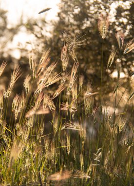 Yunanistan 'da gün batımında yabani ot Hordeum