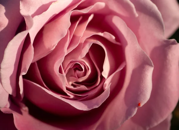 Blume Und Blütenblätter Einer Rosa Rose Nahaufnahme — Stockfoto