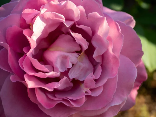 Blume Und Blütenblätter Einer Rosa Rose Nahaufnahme — Stockfoto