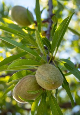 Yunanistan'ın Evia adasında bir ağaç dalı badem meyve yakın çekim