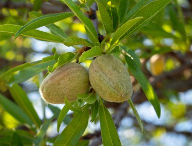 Yunanistan'ın Evia adasında bir ağaç dalı badem meyve yakın çekim