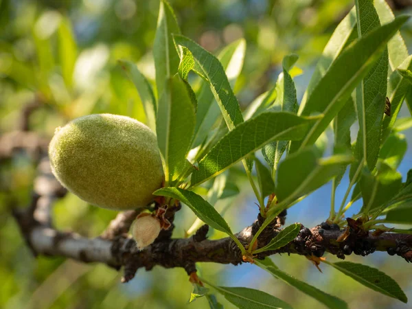 Mandulás Gyümölcs Közeli Egy Ága Szigeten Evia Görögországban — Stock Fotó