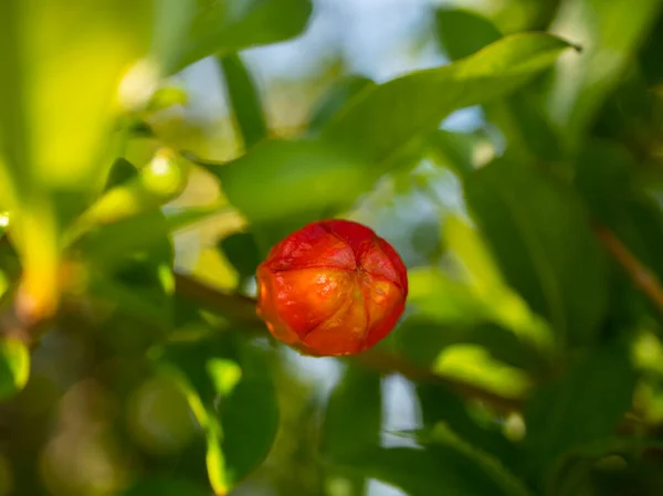 Kwiat Granatu Owoce Punica Granatum Drzewie Bliska Grecji — Zdjęcie stockowe