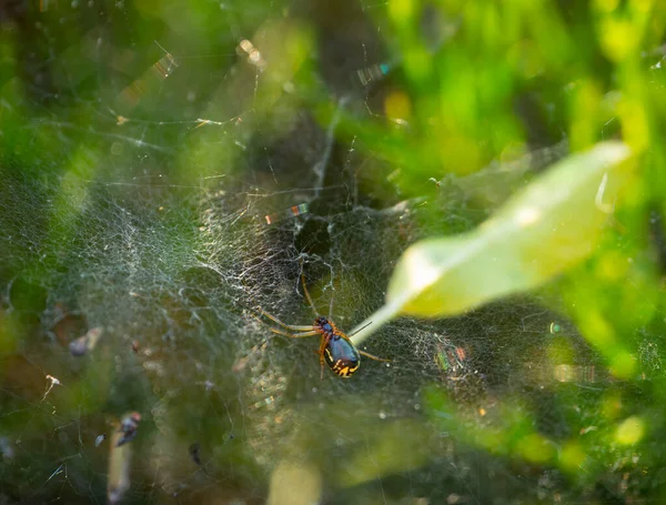 Araña Caza Con Tela Día Soleado — Foto de Stock