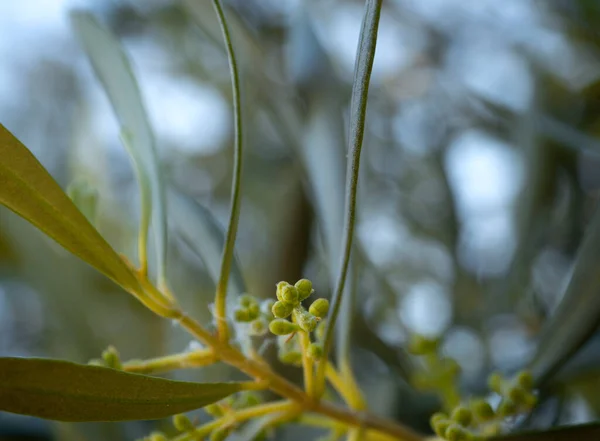 Yunanistan Zeytin Ağacının Çiçek Açan Dalları — Stok fotoğraf
