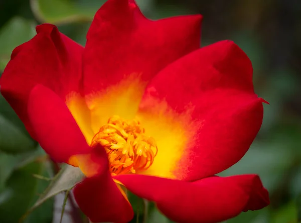 Belle Fleur Rose Rouge Par Une Journée Chaude Ensoleillée — Photo