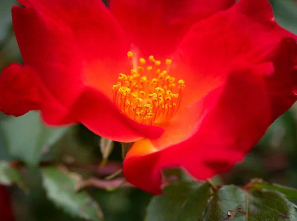 Belle Fleur Rose Rouge Par Une Journée Chaude Ensoleillée — Photo