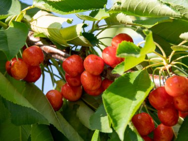 Yunanistan 'da bir bahçedeki bir ağacın dallarında kırmızı kirazlar erik avyumu