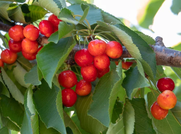 Červené Třešně Prunus Avium Větvích Stromu Zahradě Řecku — Stock fotografie