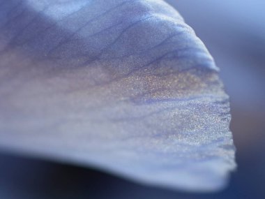 Yaprakların dokusu ve İris çiçeği yakından.