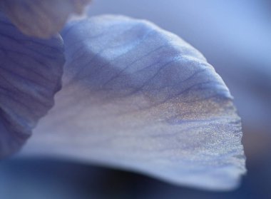 Yaprakların dokusu ve İris çiçeği yakından.