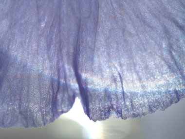 Yaprakların dokusu ve İris çiçeği yakından.