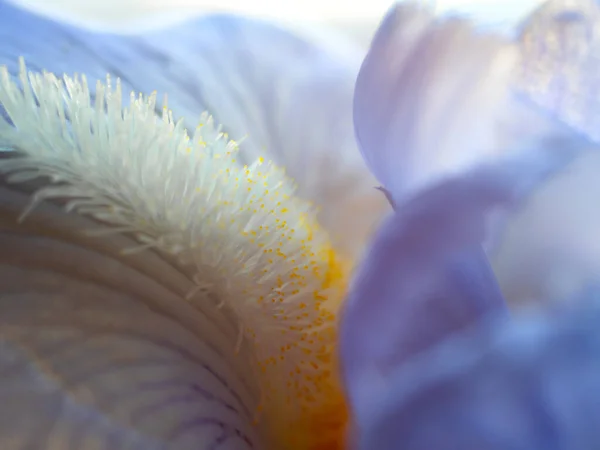 Texture Petals Iris Flower Close — Stock Photo, Image