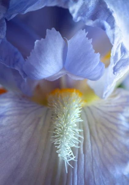 Textura Okvětních Lístků Duhovky Květ Zblízka — Stock fotografie