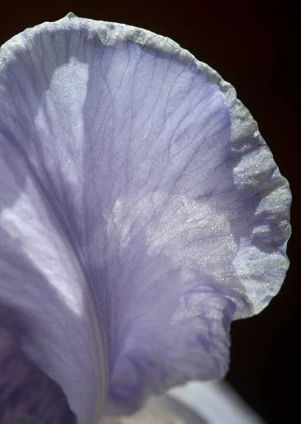 Textura Okvětních Lístků Duhovky Květ Zblízka — Stock fotografie