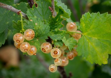 Yunanistan 'da bir çalılığın üzerindeki yaprakların arasında üzümlü üzümler 
