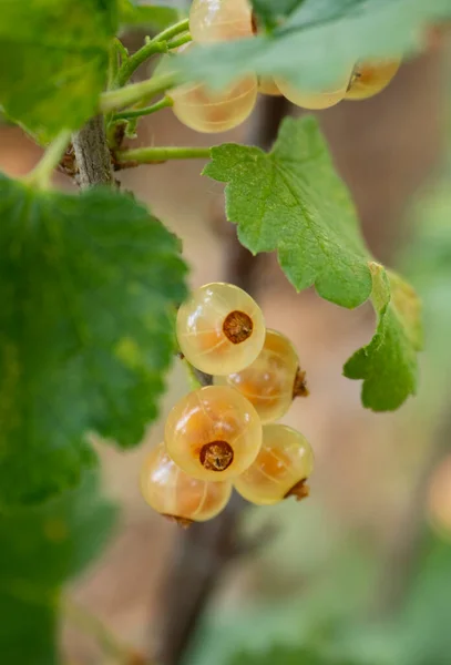 Rybízové Bobule Ribes Foliage Bush Greece — Stock fotografie