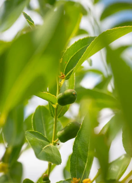 Wyłaniające Się Zielone Owoce Simmondsia Chinensis Jojoba Niedojrzałe Pilaf Drzewie — Zdjęcie stockowe