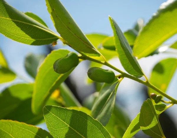 Wyłaniające Się Zielone Owoce Simmondsia Chinensis Jojoba Niedojrzałe Pilaf Drzewie — Zdjęcie stockowe